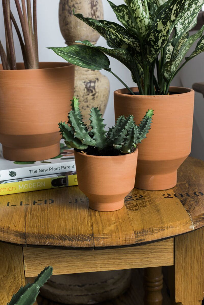 Three potted plants on a wooden table with books underneath