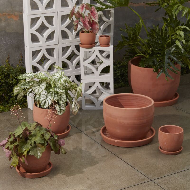 Collection of terracotta pots with plants on a stone patio